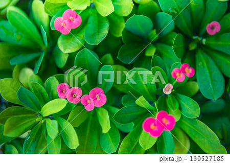 Tiny pink flowers among lush green tropical foliage, breathtaking exotic floral nature closeup, dreamy botanical background, luminous soft summer light 139527185