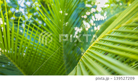 Stunning abstract palm leaf macro art, sunlight filtering through blurred tropical greenery, luminous shallow depth of field, ethereal summer nature closeup wallpaper 139527209