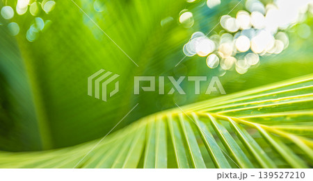 Mesmerizing palm leaf macro, golden sunlight cascading through dreamy tropical greenery, ultra-soft bokeh blur, luminous summer nature closeup, stunning botanical wallpaper art Mesmerizing palm leaf macro, golden sunlight cascading through dreamy tropical greenery, ultra-soft bokeh blur, luminous summer nature closeup, stunning botanical wallpaper art 139527210