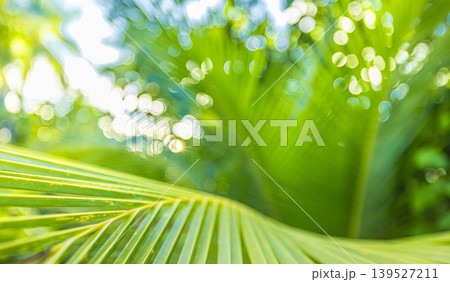 Enchanting abstract palm frond macro photography, silky shallow focus blur dissolving into radiant tropical greenery, ethereal summer sunlight, breathtaking nature wallpaper art Enchanting abstract palm frond macro photography, silky shallow focus blur dissolving into radiant tropical greenery, ethereal summer sunlight, breathtaking nature wallpaper art 139527211