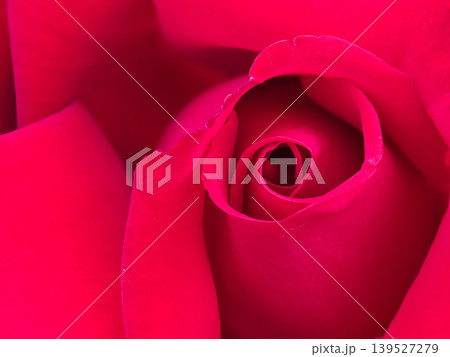 赤いバラの花 139527279