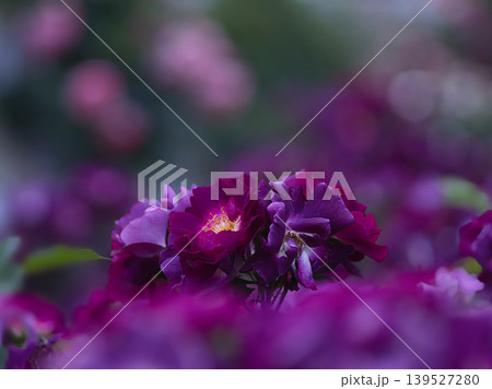 濃い紫の薔薇 濃い紫の薔薇 139527280