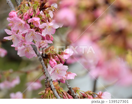 東寺 御影堂の河津桜 東寺 御影堂の河津桜 139527301