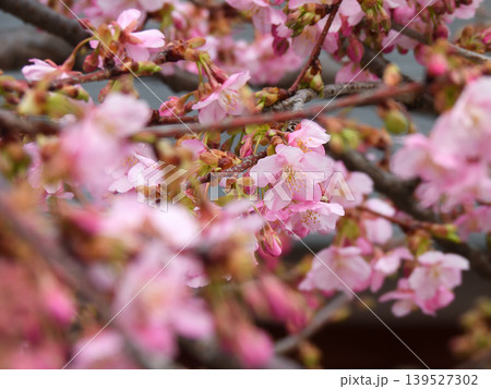 東寺　御影堂の河津桜 139527302