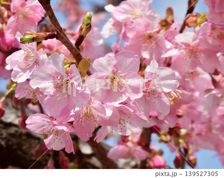 東寺 御影堂の河津桜 東寺 御影堂の河津桜 139527305