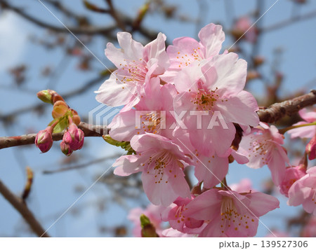 東寺 御影堂の河津桜 東寺 御影堂の河津桜 139527306