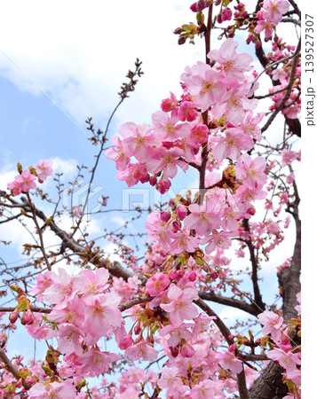 東寺 御影堂の河津桜 東寺 御影堂の河津桜 139527307