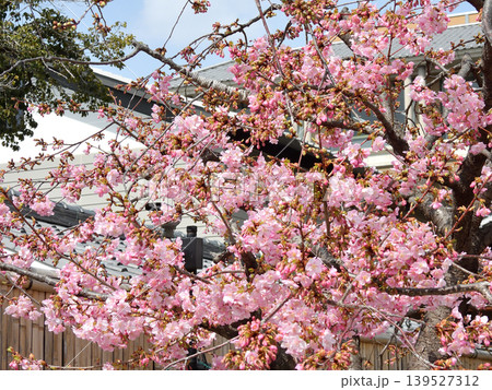 東寺 御影堂の河津桜 東寺 御影堂の河津桜 139527312