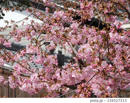 東寺 御影堂の河津桜 東寺 御影堂の河津桜 139527313