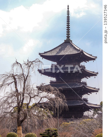 東寺 不二桜と五重塔 東寺 不二桜と五重塔 139527346