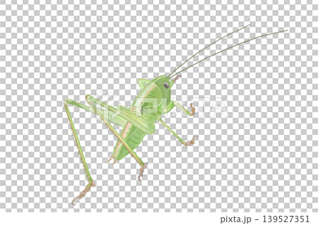 A bush cricket larva drawn in Procreate A bush cricket larva drawn in Procreate 139527351