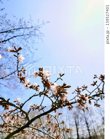5月の青空とエゾヤマザクラ。北海道に春を告げる花々 5月の青空とエゾヤマザクラ。北海道に春を告げる花々 139527401