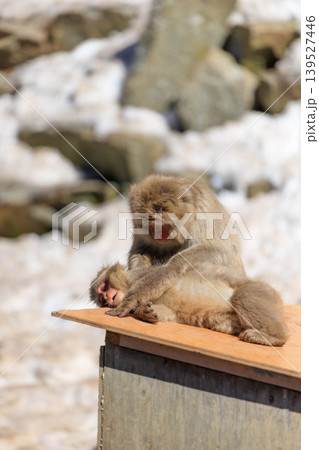 地獄谷野猿公苑(長野県下高井郡)で毛繕いする2匹の猿 地獄谷野猿公苑(長野県下高井郡)で毛繕いする2匹の猿 139527446
