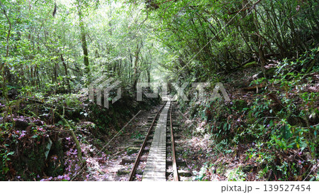 縄文杉トレッキング トロッコ道 屋久島 139527454