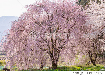 富山県魚津市・長引野のしだれ桜 富山県魚津市・長引野のしだれ桜 139527497