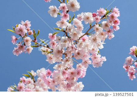 秋田角館枝垂桜　しだれ桜　ピンク色の花　クローズアップ 139527501