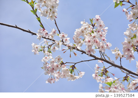 青空と桜 139527584
