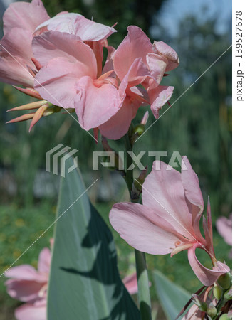 In the soft light of a garden, blushing pink Canna Lilies unfurl with a delicate, paper-thin grace, their petals resembling the silken folds of a fine gown. Bathed in gentle sunlight, these ethereal 139527678