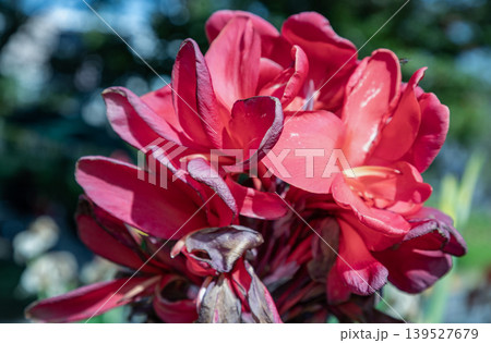 Against a dreamlike backdrop of cool emerald, a cluster of crimson Canna Lilies unfurls in a vivid display of natural elegance. Their velvety petals transition from intense ruby to sun-kissed coral, 139527679
