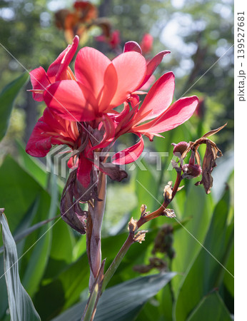 Bathed in the morning soft radiance, a vibrant Canna Lily reaches upward, its translucent petals glowing with a delicate, fiery brilliance. The bloom warm, roseate hues strike a graceful chord Bathed in the morning soft radiance, a vibrant Canna Lily reaches upward, its translucent petals glowing with a delicate, fiery brilliance. The bloom warm, roseate hues strike a graceful chord 139527681