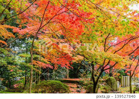 京都・光明寺の紅葉 鮮やかなもみじに包まれる塩田紅果の句碑と散り紅葉の風景 京都・光明寺の紅葉 鮮やかなもみじに包まれる塩田紅果の句碑と散り紅葉の風景 139527840