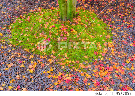 秋の彩り 苔の緑と砂利に広がる赤・黄の散り紅葉 テクスチャ背景素材 秋の彩り 苔の緑と砂利に広がる赤・黄の散り紅葉 テクスチャ背景素材 139527855