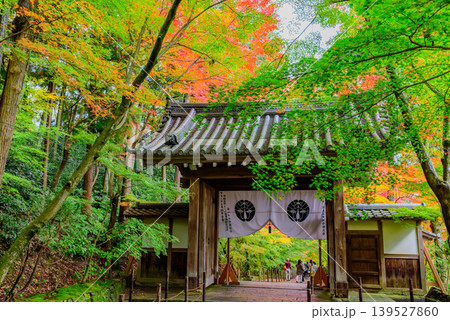 京都・光明寺 三色の紅葉グラデーションに彩られた薬医門と観光客の後ろ姿 139527860