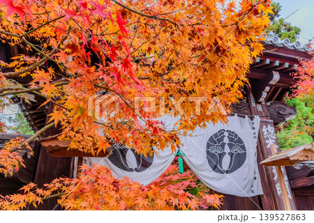 京都・光明寺 鮮やかな紅葉に包まれた総門を見上げる 秋の旅の締めくくり 139527863