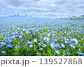 青色に広がる満開のネモフィラ畑の丘 青色に広がる満開のネモフィラ畑の丘 139527868