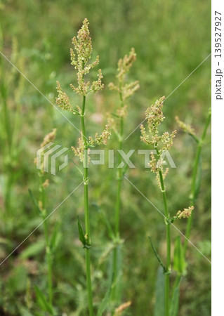 スイバの開花 スイバの開花 139527927