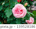 バラの花、薄い赤色 139528186