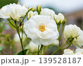 白いバラ 139528187