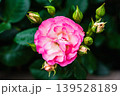 咲き始めた、ピンクのバラ 139528189