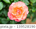 美しいピンクのバラ 139528190