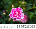 ピンクの花壇バラ、 139528192