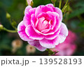 薔薇園にピンク色と白色の薔薇の花が咲いています 139528193