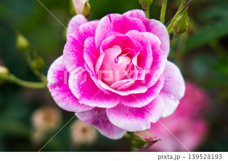 薔薇園にピンク色と白色の薔薇の花が咲いています 薔薇園にピンク色と白色の薔薇の花が咲いています 139528193