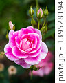 薔薇園にピンク色と白色の薔薇の花が咲いています 139528194
