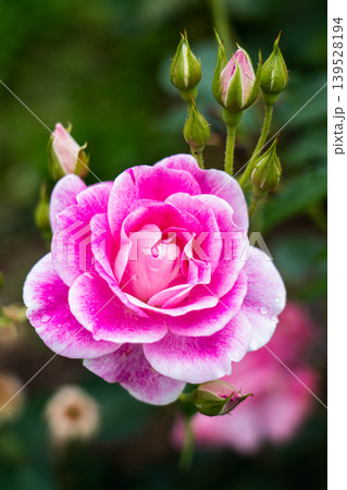 薔薇園にピンク色と白色の薔薇の花が咲いています 139528194