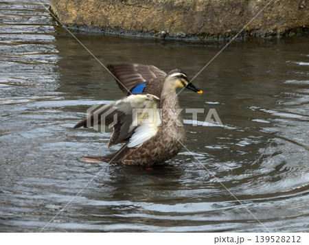 智積院 蓮池 カルガモ 智積院 蓮池 カルガモ 139528212