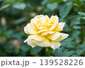 黄色いバラ 139528226