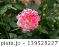 雨に濡れたピンクのバラ 139528227