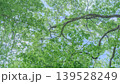 新緑の森を見上げる 139528249