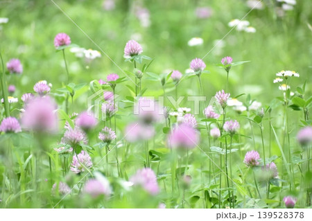 初夏に咲き乱れる花たち 139528378