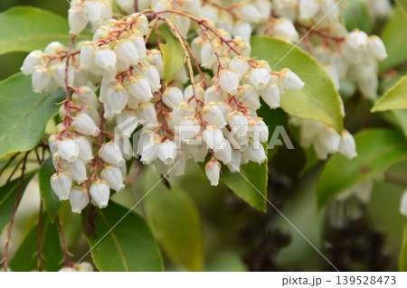 宇治植物公園 宇治植物公園 139528473