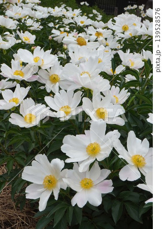 芍薬の花"七福神"2026年5月 芍薬の花"七福神"2026年5月 139528576