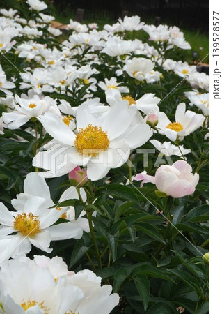 芍薬の花"七福神"2026年5月 139528577