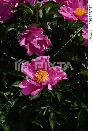 芍薬の花"千秋"2026年5月 芍薬の花"千秋"2026年5月 139528740
