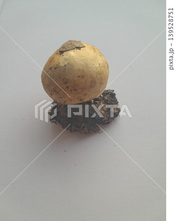 Foraged mushroom on white background Foraged mushroom on white background 139528751