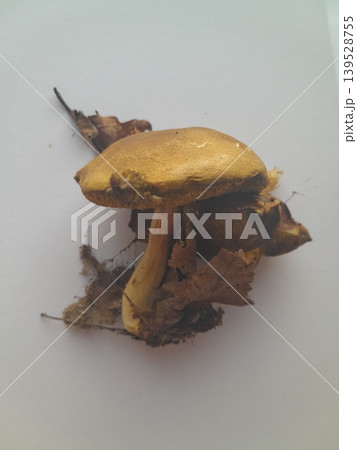 Foraged mushroom on white background Foraged mushroom on white background 139528755